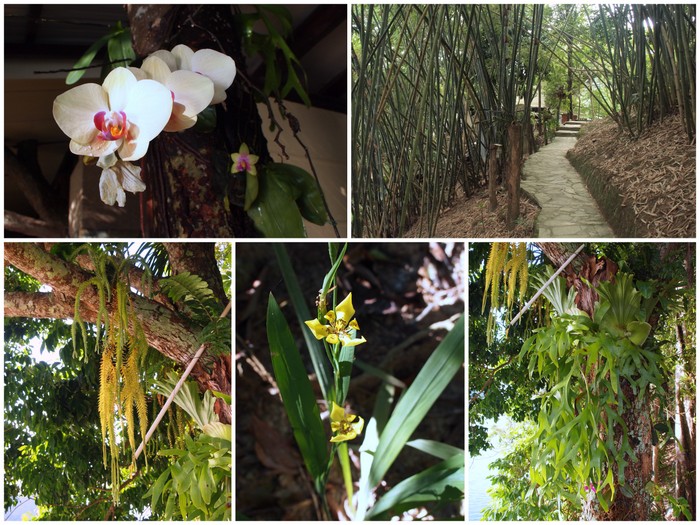 Orchids, ferns and bamboo at Belum Eco Resort